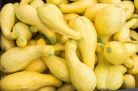 For the Garden | Seed Packets Squash-Yellow Crockneck 1807