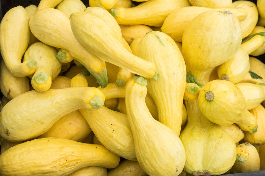 For the Garden | Seed Packets Squash-Yellow Crockneck 1807