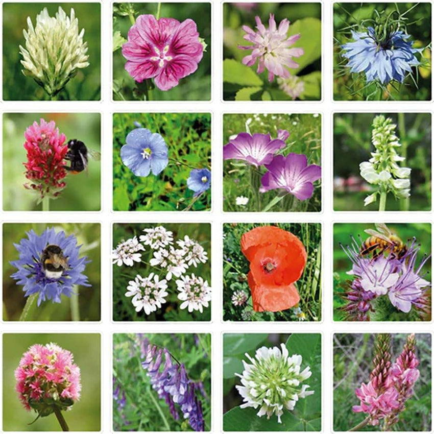 Mini Wildflower Seed Box – Flowers For You Gift Set (4)