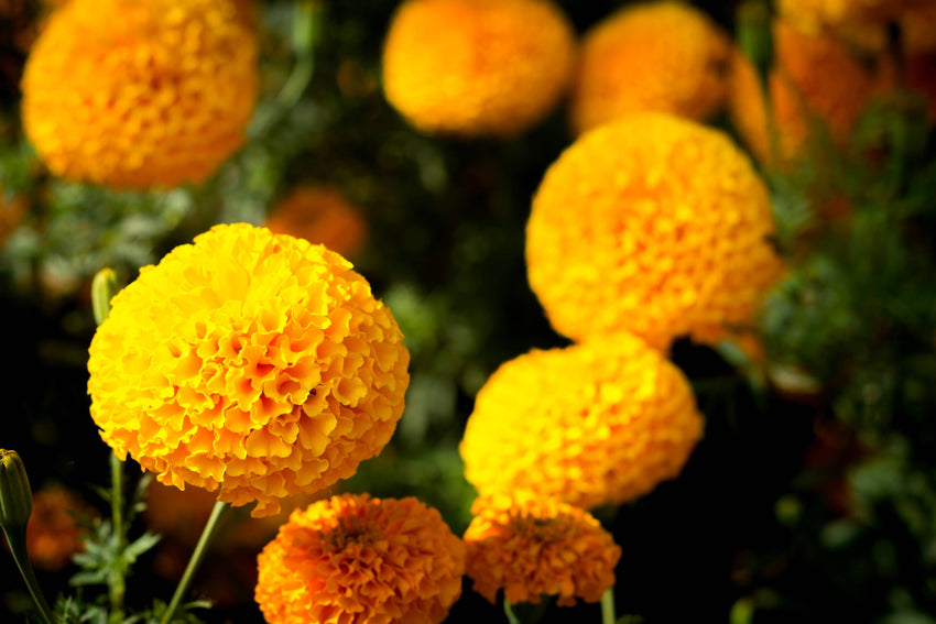 For the Garden | Seed Packets Marigolds for Mom Mother's Day - Marigold Seed Packets