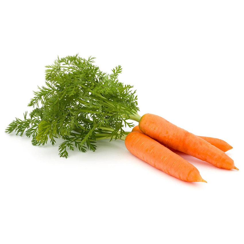 For the Garden | Seed Packets Carrot-Nantes 1870