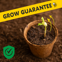 Mini Wildflower Seed Box – Flowers For You Gift Set (4)