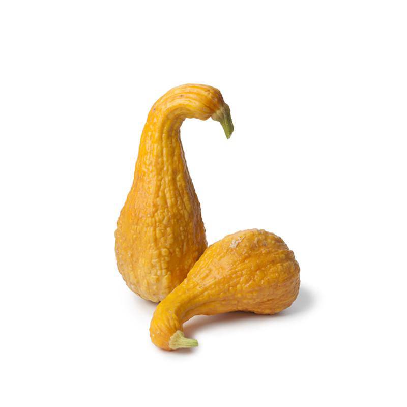 For the Garden | Seed Packets Squash-Yellow Crockneck 1807