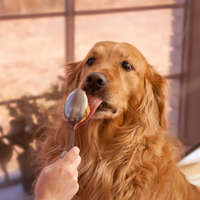 Bone Broth Peanut Butter for Dogs