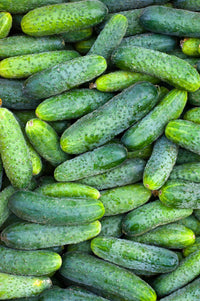 For the Garden | Seed Packets Cucumber-Boston Pickling 1887