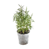 For the Garden | Seed Packets Rosemary-500 BC