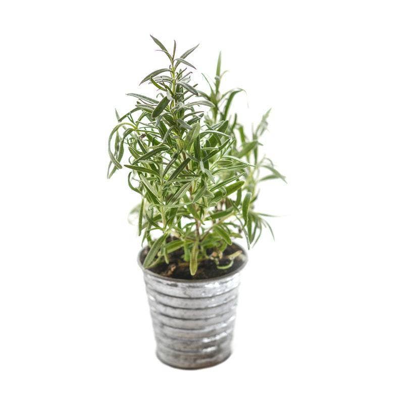 For the Garden | Seed Packets Rosemary-500 BC