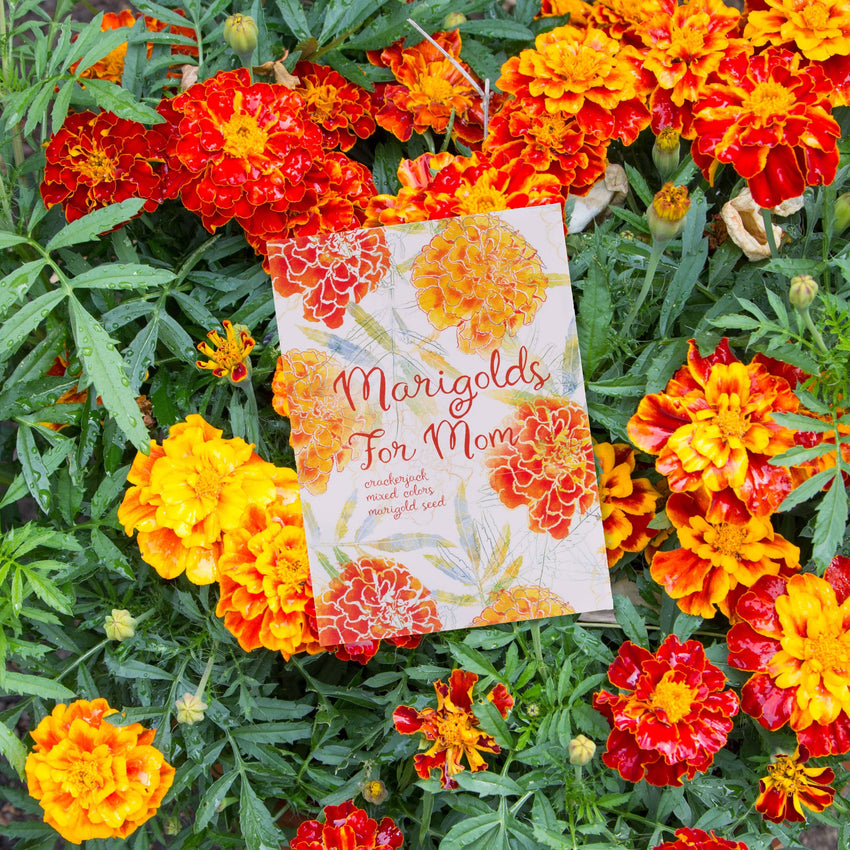 For the Garden | Seed Packets Marigolds for Mom Mother's Day - Marigold Seed Packets