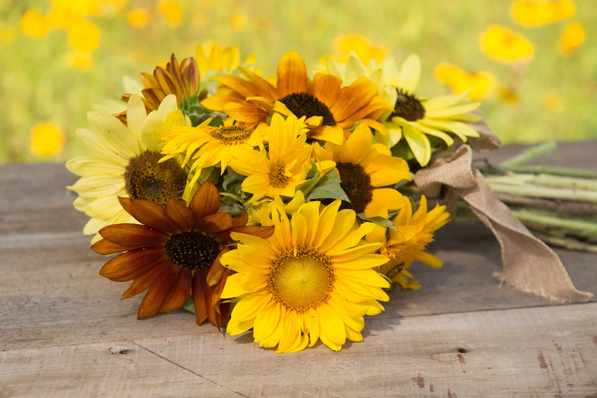 For the Garden | Seed Packets Sunflowers For Mom - All Sorts Sunflower Seed Packets