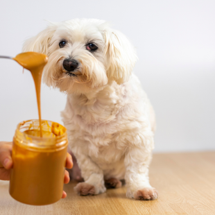 Bone Broth Peanut Butter for Dogs