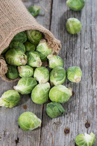 For the Garden | Seed Packets Brussel Sprouts-Long Island 1890's