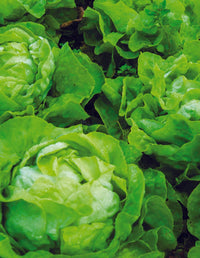 For the Garden | Seed Packets Lettuce-Buttercrunch Bib 1963