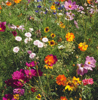 For the Garden | Seed Packets Bee Kind - Pollinator Wildflower Mix Seed Packets